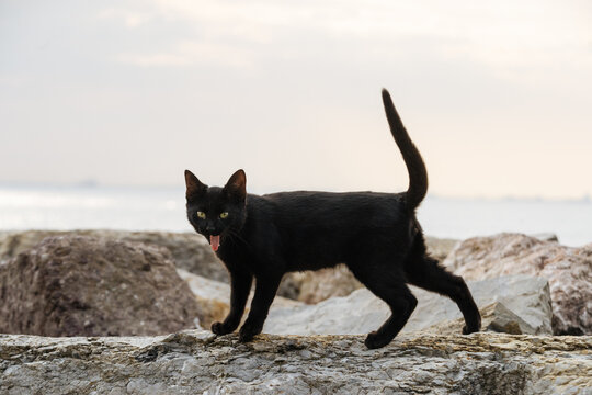 Black cat standing on coastal rocks 