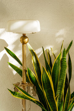 Indoor plant and vintage lamp in natural light