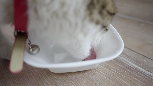 Cat drinking milk from bowl, closeup slow motion