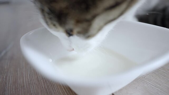 Aegean cat drinking milk from bowl, slow motion