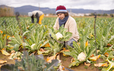 Hardworking middle-aged man harvesting cauliflower with his professional team on large field