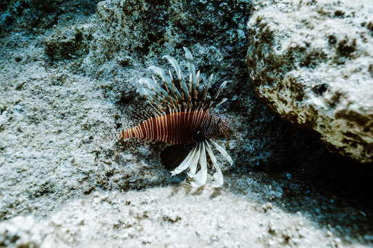 close up of invasive lionfish on rocky seabed