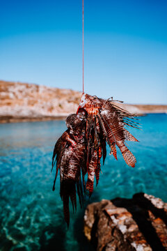 invasive lionfish hanging on fishing line above sea