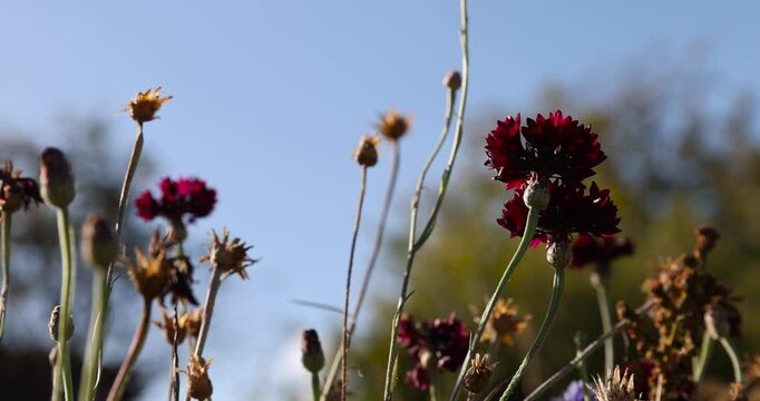 hybrid red cornflowers in the autumn season in the garden , the last few spring cornflowers are an unusual red color