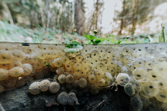 Frog eggs developing in shallow forest pond