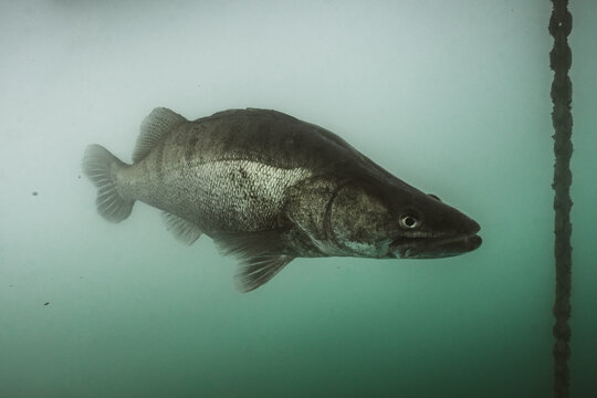 Close view of large zander in clear freshwater lake