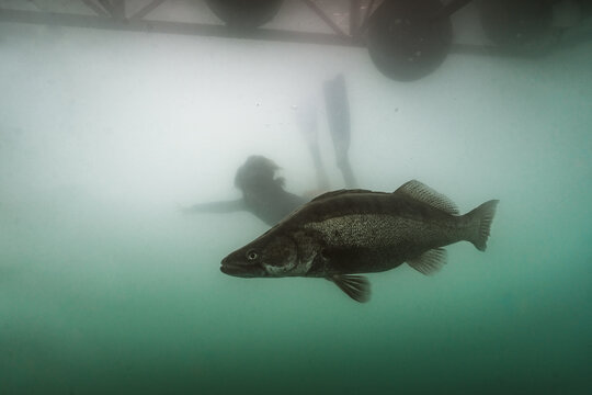 Freediver silhouette with zander beneath floating structure