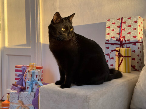Black cat sits beside colorful gift boxes