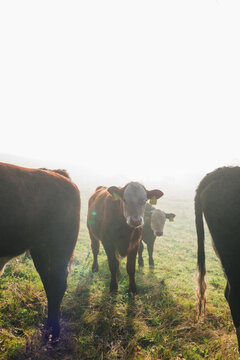 Regenerative farming with cattle grazing pasture in sweden