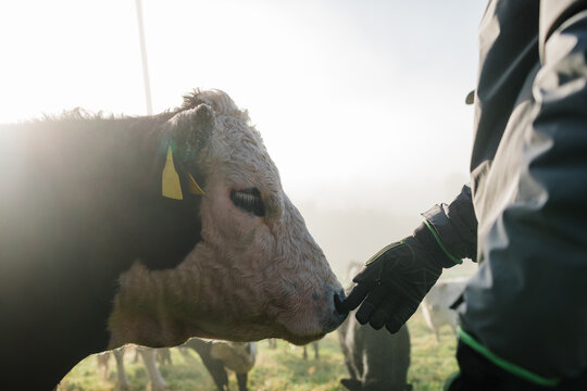 Farmer touching cow nose on regenerative farm in sweden