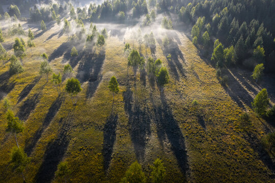 Morning Light Shines on a Misty Landscape With Tall Trees