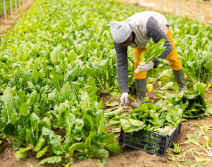 Male farmer harvests chard along with other hired workers