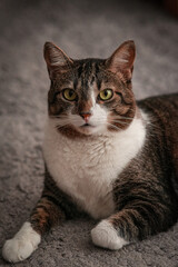 black cat portrait © leobarros