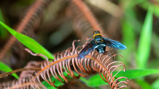 flower fly (Syrphidae) from the island of Borneo, tropical rain forest. January