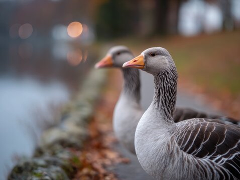 Two greylag geese stand side by side the foremost in focus showcasing their detailed plumage and orange beaks