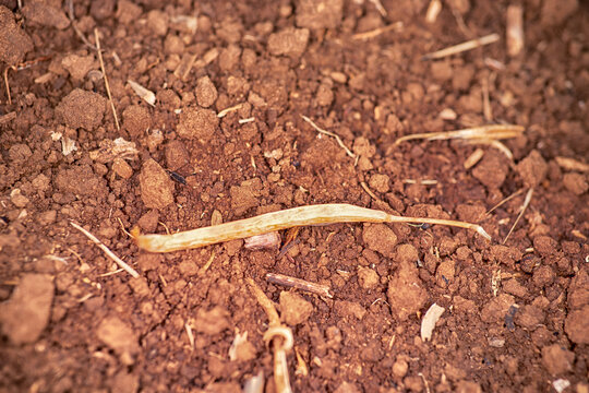 Rapeseed (Brassica napus) pod, loment and seeds, oilseed plant of the cruciferous family. Industrial crop on a farmer's field, chestnut soil