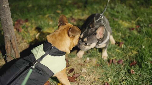 A male french bulldog dog is dating a female on pavement at night in city, slow motion