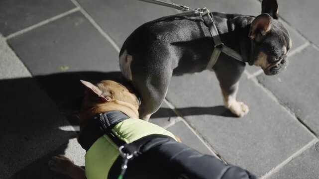 A male french bulldog dog is dating a female on pavement at night in city, slow motion