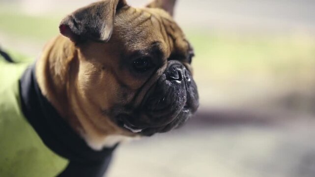 Portrait of french bulldog dog with jacket and leash looking at distance in the city at night, slow motion isolated selective focus cinematic shot
