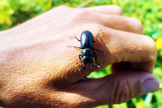 Lesser stag beetle Dorcus on southern Sakhalin in a deciduous forest. On the palm. Beetle on hand. Sakhalin Island