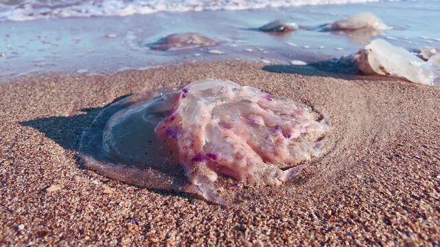 Many dead jellyfish`s in seashore, slow motion. Death medusas wash by surfwater on sand sea coast. Lots of deceased translucent Barrel Jellies on sandy beach of coastline. Deads jelly fish on seashore