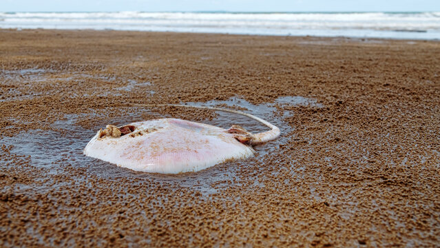 A dead sting ray thrown up by the sea and the tide. Borneo