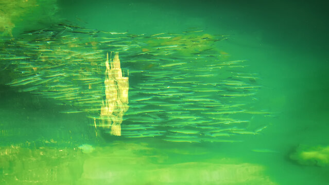 A dense school of fish in the Java sea. The amazing coherence of the pack members' movements