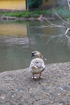 ganso en lago turbio