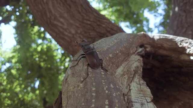 Male of Greater Stag Beetle (Lucanus cervus) with enlarged mandibles crawls along edge of hollow of decaying tree. Close up of Stag Beetle with big horns moves next to trunk hole of rotten wood