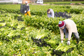 Hardworking middle-aged man harvesting celery with her professional team on large field