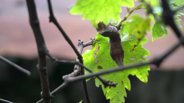 sparrow on a branch