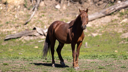 Fototapeta premium Bright Red Chestnut wild horse stallion near Black Canyon Lake in the Apache Sitgreaves National Forest near Heber Arizona United States