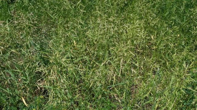Bromus catharticus Rescue bromus. Closeup green grass, rural background, wild nature. Summer, July. Bromopsis inermis