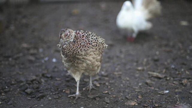 Ring-necked pheasant bird (Phasianus colchicus) moving on farmland, slow motion