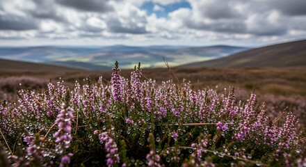 Fototapeta premium Field of purple flowers with mountains in the distance and cloudy blue.