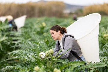 Hardworking young woman harvesting green artichoke on a large agricultural field