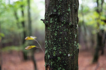 Obraz premium Close-up of tree trunk with green lichen, unfocused autumn forest in the background. Dark tree trunk speckled with green lichen in focus, unfocused lush forest with green and brown tones in the back.