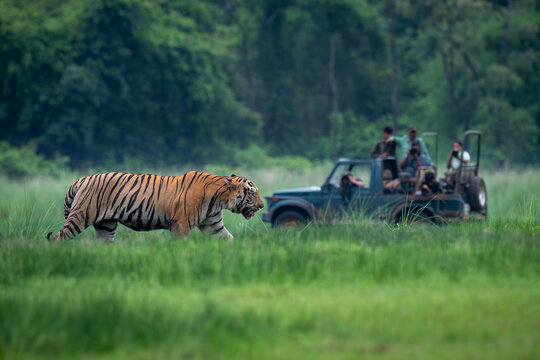 An adult male tiger walks through a meadow with a tourist vehicle in the background juxtaposed showing the comparative size of the tiger with respect to the vehicle at Tadoba Andhari Tiger Reserve