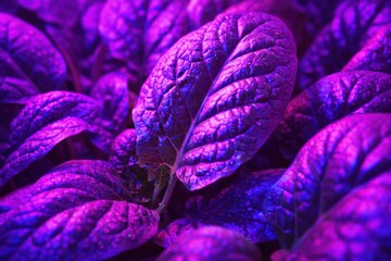 Purple leaves under growlight