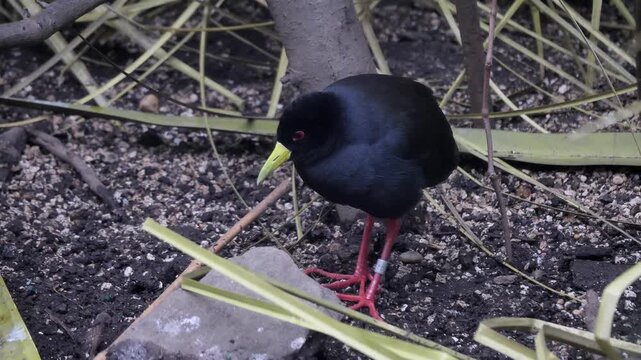 Black Crake