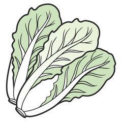 butterhead lettuce vector on white background