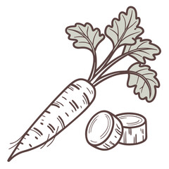 burdock root vector on white