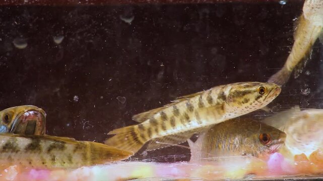 Juvenile Channa Punctatus Spotted Snakehead Fish Swimming in Aquarium.