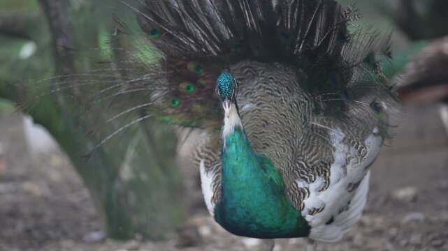 Peacock opening its vibrant and stunning plumage in front of the camera. Generally, peacocks fan out their feathers as part of a courtship ritual, slow moiton