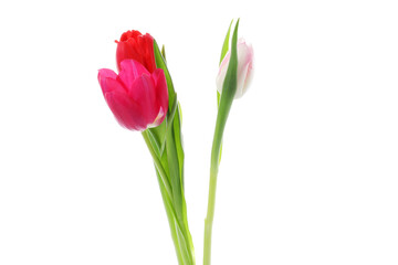 Fototapeta premium Beautiful colorful tulip flowers isolated on white