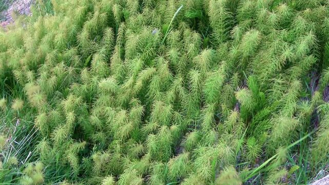 Green wild horsetail plants swaying in the wind