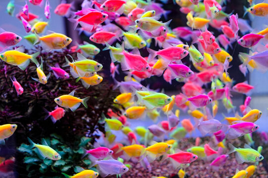 Colorful skirt fish, schools of fish, wandering freely