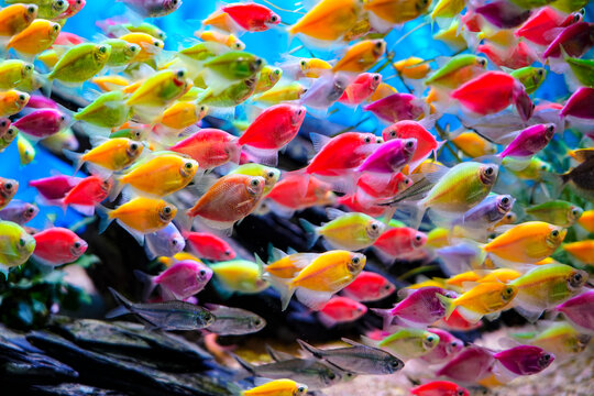 Colorful skirt fish, schools of fish, wandering freely