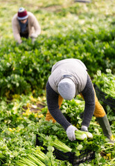 Male farmer harvests natural celery in a farmer field © JackF
