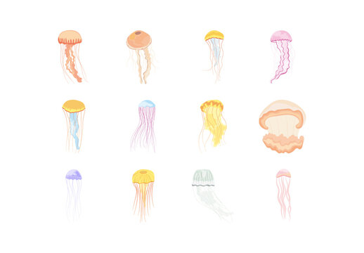 Jellyfish Set